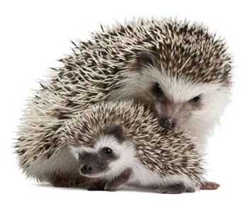 Ernmt Alfortville Ernt Minute Etat Des Risques Naturels Miniers Et Technologiques A Alfortville